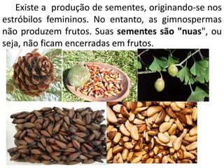 Existe a produção de sementes, originando-se nos 
estróbilos femininos. No entanto, as gimnospermas 
não produzem frutos. Suas sementes são "nuas", ou 
seja, não ficam encerradas em frutos. 
 