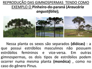 REPRODUÇÃO DAS GIMNOSPERMAS TENDO COMO 
EXEMPLO O Pinheiro-do-paraná (Araucária 
angustifólia); 
Nessa planta os sexos são separados (dióicas) : a 
que possui estróbilos masculinos não possuem 
estróbilos femininos e vice-versa. Em outras 
gimnospermas, os dois tipos de estróbilos podem 
ocorrer numa mesma planta (monóica) , como no 
caso do gênero Pinus. 
 