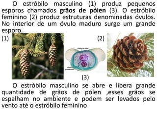 O estróbilo masculino (1) produz pequenos 
esporos chamados grãos de pólen (3). O estróbilo 
feminino (2) produz estruturas denominadas óvulos. 
No interior de um óvulo maduro surge um grande 
esporo. 
(1) (2) 
(3) 
O estróbilo masculino se abre e libera grande 
quantidade de grãos de pólen ,esses grãos se 
espalham no ambiente e podem ser levados pelo 
vento até o estróbilo feminino 
 