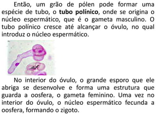 Então, um grão de pólen pode formar uma 
espécie de tubo, o tubo polínico, onde se origina o 
núcleo espermático, que é o gameta masculino. O 
tubo polínico cresce até alcançar o óvulo, no qual 
introduz o núcleo espermático. 
No interior do óvulo, o grande esporo que ele 
abriga se desenvolve e forma uma estrutura que 
guarda a oosfera, o gameta feminino. Uma vez no 
interior do óvulo, o núcleo espermático fecunda a 
oosfera, formando o zigoto. 
 