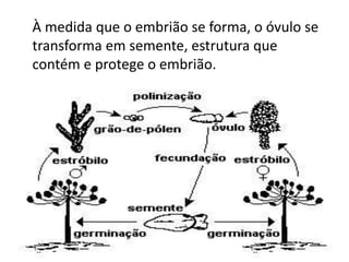 À medida que o embrião se forma, o óvulo se 
transforma em semente, estrutura que 
contém e protege o embrião. 
 