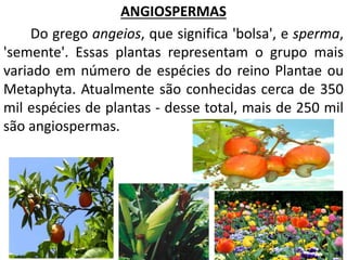 ANGIOSPERMAS 
Do grego angeios, que significa 'bolsa', e sperma, 
'semente'. Essas plantas representam o grupo mais 
variado em número de espécies do reino Plantae ou 
Metaphyta. Atualmente são conhecidas cerca de 350 
mil espécies de plantas - desse total, mais de 250 mil 
são angiospermas. 
 