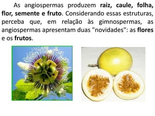 As angiospermas produzem raiz, caule, folha, 
flor, semente e fruto. Considerando essas estruturas, 
perceba que, em relação às gimnospermas, as 
angiospermas apresentam duas "novidades": as flores 
e os frutos. 
 