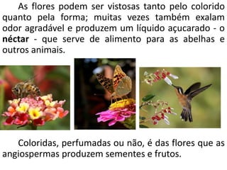 As flores podem ser vistosas tanto pelo colorido 
quanto pela forma; muitas vezes também exalam 
odor agradável e produzem um líquido açucarado - o 
néctar - que serve de alimento para as abelhas e 
outros animais. 
Coloridas, perfumadas ou não, é das flores que as 
angiospermas produzem sementes e frutos. 
 