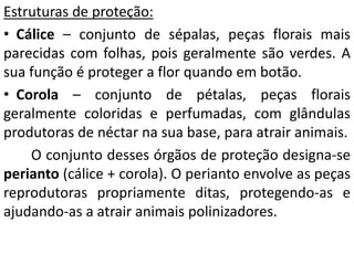 Estruturas de proteção: 
• Cálice – conjunto de sépalas, peças florais mais 
parecidas com folhas, pois geralmente são verdes. A 
sua função é proteger a flor quando em botão. 
• Corola – conjunto de pétalas, peças florais 
geralmente coloridas e perfumadas, com glândulas 
produtoras de néctar na sua base, para atrair animais. 
O conjunto desses órgãos de proteção designa-se 
perianto (cálice + corola). O perianto envolve as peças 
reprodutoras propriamente ditas, protegendo-as e 
ajudando-as a atrair animais polinizadores. 
 