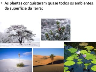 • As plantas conquistaram quase todos os ambientes 
da superfície da Terra; 
 