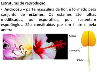 Estruturas de reprodução: 
• Androceu – parte masculina da flor, é formado pelo 
conjunto de estames. Os estames são folhas 
modificadas, ou esporófilos, pois sustentam 
esporângios. São constituídas por um filete e pela 
antera. 
 