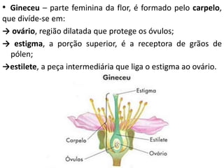 • Gineceu – parte feminina da flor, é formado pelo carpelo, 
que divíde-se em: 
→ ovário, região dilatada que protege os óvulos; 
→ estigma, a porção superior, é a receptora de grãos de 
pólen; 
→estilete, a peça intermediária que liga o estigma ao ovário. 
 