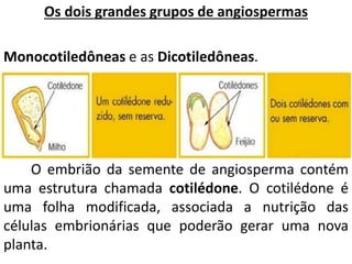 Os dois grandes grupos de angiospermas 
Monocotiledôneas e as Dicotiledôneas. 
O embrião da semente de angiosperma contém 
uma estrutura chamada cotilédone. O cotilédone é 
uma folha modificada, associada a nutrição das 
células embrionárias que poderão gerar uma nova 
planta. 
 