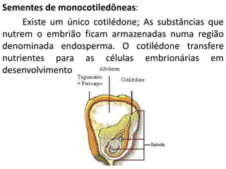 Sementes de monocotiledôneas: 
Existe um único cotilédone; As substâncias que 
nutrem o embrião ficam armazenadas numa região 
denominada endosperma. O cotilédone transfere 
nutrientes para as células embrionárias em 
desenvolvimento 
 