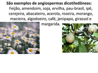 São exemplos de angiospermas dicotiledôneas: 
Feijão, amendoim, soja, ervilha, pau-brasil, ipê, 
cerejeira, abacateiro, acerola, roseira, morango, 
macieira, algodoeiro, café, jenipapo, girassol e 
margarida. 
 