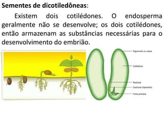 Sementes de dicotiledôneas: 
Existem dois cotilédones. O endosperma 
geralmente não se desenvolve; os dois cotilédones, 
então armazenam as substâncias necessárias para o 
desenvolvimento do embrião. 
 