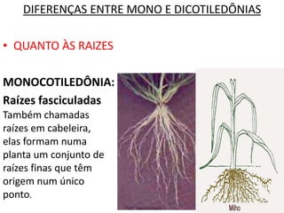 DIFERENÇAS ENTRE MONO E DICOTILEDÔNIAS 
• QUANTO ÀS RAIZES 
MONOCOTILEDÔNIA: 
Raízes fasciculadas 
Também chamadas 
raízes em cabeleira, 
elas formam numa 
planta um conjunto de 
raízes finas que têm 
origem num único 
ponto. 
 