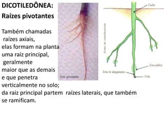 DICOTILEDÔNEA: 
Raízes pivotantes 
Também chamadas 
raízes axiais, 
elas formam na planta 
uma raiz principal, 
geralmente 
maior que as demais 
e que penetra 
verticalmente no solo; 
da raiz principal partem raízes laterais, que também 
se ramificam. 
 