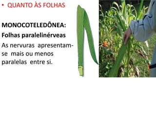 • QUANTO ÀS FOLHAS 
MONOCOTELEDÔNEA: 
Folhas paralelinérveas 
As nervuras apresentam-se 
mais ou menos 
paralelas entre si. 
 