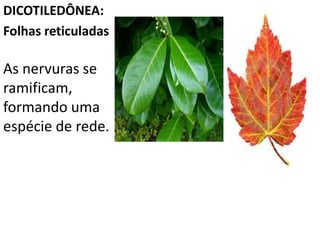 DICOTILEDÔNEA: 
Folhas reticuladas 
As nervuras se 
ramificam, 
formando uma 
espécie de rede. 
