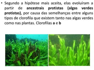 • Segundo a hipótese mais aceita, elas evoluíram a 
partir de ancestrais protistas (algas verdes 
protistas), por causa das semelhanças entre alguns 
tipos de clorofila que existem tanto nas algas verdes 
como nas plantas. Clorofilas a e b 
 
