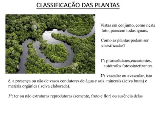 CLASSIFICAÇÃO DAS PLANTAS 
Vistas em conjunto, como nesta 
foto, parecem todas iguais. 
Como as plantas podem ser 
classificadas? 
1º: pluricelulares,eucariontes, 
autótrofos fotossintetizantes 
2º: vascular ou avascular, isto 
é, a presença ou não de vasos condutores de água e sais minerais (seiva bruta) e 
matéria orgânica ( seiva elaborada). 
3º: ter ou não estruturas reprodutoras (semente, fruto e flor) ou ausência delas 
 