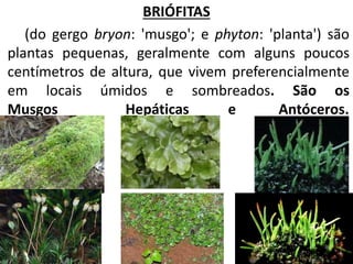BRIÓFITAS 
(do gergo bryon: 'musgo'; e phyton: 'planta') são 
plantas pequenas, geralmente com alguns poucos 
centímetros de altura, que vivem preferencialmente 
em locais úmidos e sombreados. São os 
Musgos Hepáticas e Antóceros. 
 