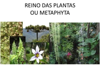 REINO DAS PLANTAS 
OU METAPHYTA 
 