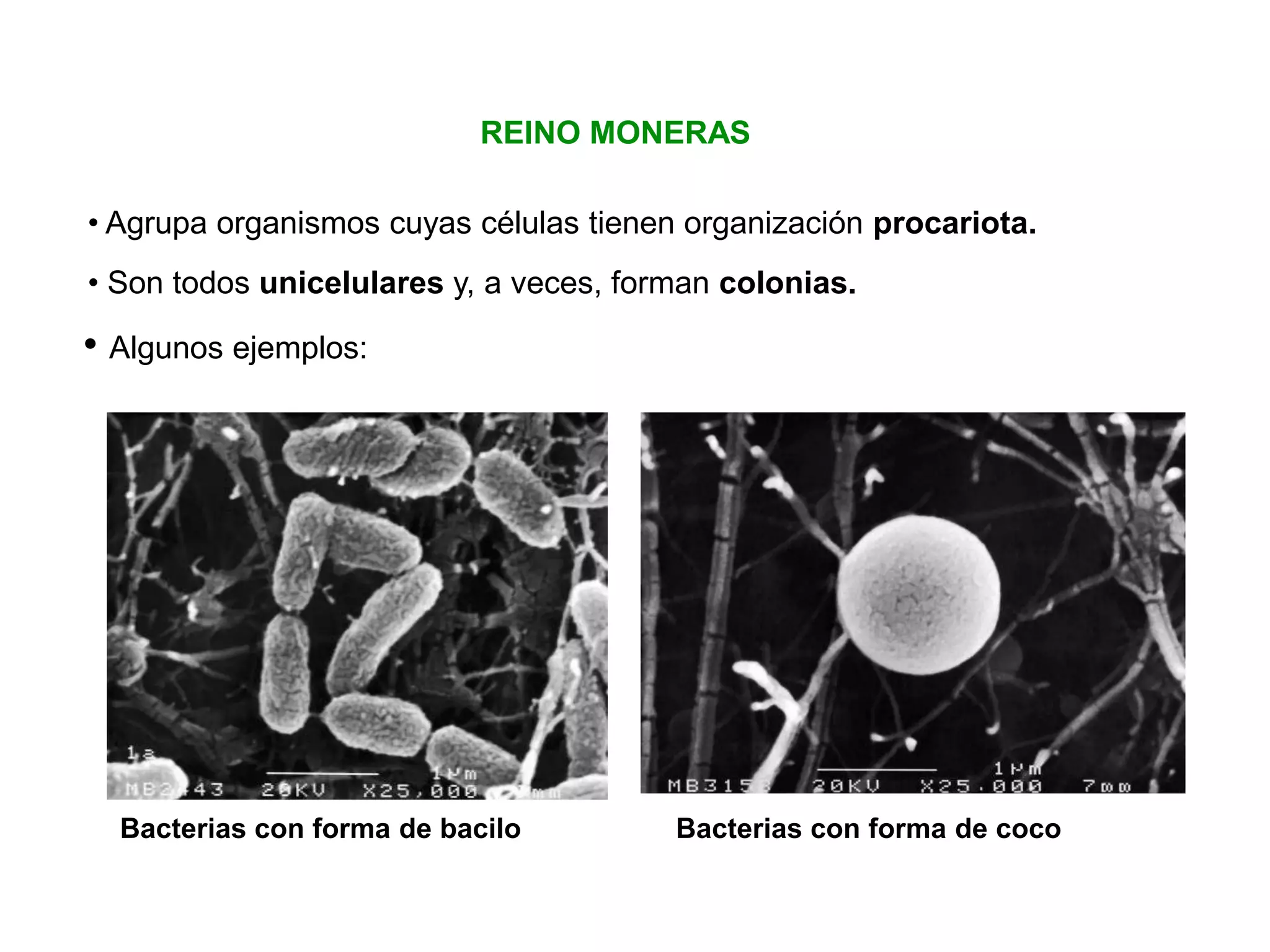 Reino de las moneras | PPTX