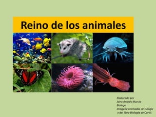 Reino de los animales
Elaborado por
Jairo Andrés Murcia
Biólogo
Imágenes tomadas de Google
y del libro Biología de Curtis
 