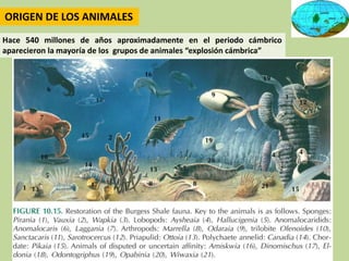 Los primeros animales terrestres vivieron hace 450 millones de años. Procedían del mar,
artrópodos con patas articuladas y...