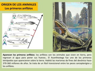 ORIGEN DE LOS ANIMALES
Los primeros reptiles
Aparecieron hace aproximadamanete310 millones de años
Los reptiles (Reptilia)...