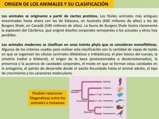 ORIGEN DE LOS ANIMALES Y SU CLASIFICACIÓN
Los animales se originaron a partir de ciertos protistas. Los fósiles animales m...