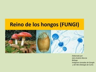 Reino de los hongos (FUNGI)
Elaborado por
Jairo Andrés Murcia
Biólogo
Imágenes tomadas de Google
y del libro Biología de Curtis
 