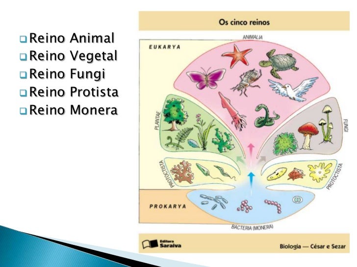 Reino De Los Seres Vivos