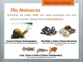 Filo Moluscos
 Animais de corpo mole, por vezes protegido por uma
concha calcária. Apresentam simetria bilateral.
Caracol (Classe Gastrópodes)
Fonte: http://www.insetimax.com.br/insetipedia/lesmas
Lula, Choco e Polvo (Classe Cefalópodes)
http://negritosbio.blogspot.pt/p/moluscos.html
Mexilhão e Ostra (Classe Bivalves)
Fonte: http://bbel.com.br/arquivo/post/como-comprar-
frutos-do-mar
Reino dos Animais
 