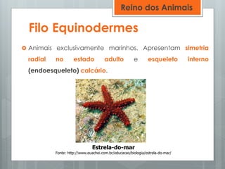 Filo Equinodermes
 Animais exclusivamente marinhos. Apresentam simetria
radial no estado adulto e esqueleto interno
(endoesqueleto) calcário.
Estrela-do-mar
Fonte: http://www.euachei.com.br/educacao/biologia/estrela-do-mar/
Reino dos Animais
 