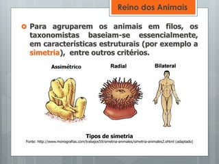  Para agruparem os animais em filos, os
taxonomistas baseiam-se essencialmente,
em características estruturais (por exemplo a
simetria), entre outros critérios.
Tipos de simetria
Fonte: http://www.monografias.com/trabajos59/simetria-animales/simetria-animales2.shtml (adaptado)
Reino dos Animais
 