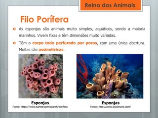 Filo Porífera
 As esponjas são animais muito simples, aquáticos, sendo a maioria
marinhos. Vivem fixas e têm dimensões muito variadas.
 Têm o corpo todo perfurado por poros, com uma única abertura.
Muitas são assimétricas.
Esponjas
Fonte: https://www.tumblr.com/search/porifera
Esponjas
Fonte: http://www.lcsciences.com/
Reino dos Animais
 
