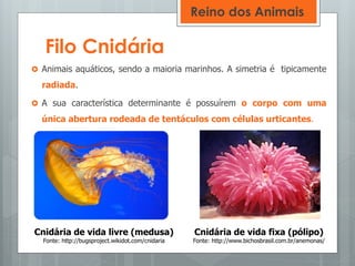 Filo Cnidária
 Animais aquáticos, sendo a maioria marinhos. A simetria é tipicamente
radiada.
 A sua característica determinante é possuírem o corpo com uma
única abertura rodeada de tentáculos com células urticantes.
Cnidária de vida livre (medusa)
Fonte: http://bugsproject.wikidot.com/cnidaria
Cnidária de vida fixa (pólipo)
Fonte: http://www.bichosbrasil.com.br/anemonas/
Reino dos Animais
 