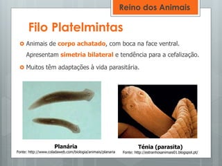 Filo Platelmintas
 Animais de corpo achatado, com boca na face ventral.
Apresentam simetria bilateral e tendência para a cefalização.
 Muitos têm adaptações à vida parasitária.
Planária
Fonte: http://www.coladaweb.com/biologia/animais/planaria
Ténia (parasita)
Fonte: http://estranhosanimais01.blogspot.pt/
Reino dos Animais
 
