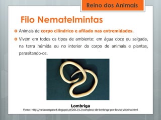 Filo Nematelmintas
 Animais de corpo cilíndrico e afilado nas extremidades.
 Vivem em todos os tipos de ambiente: em água doce ou salgada,
na terra húmida ou no interior do corpo de animais e plantas,
parasitando-os.
Lombriga
Fonte: http://variacoespara4.blogspot.pt/2012/12/complexo-de-lombriga-por-bruno-vitorino.html
Reino dos Animais
 