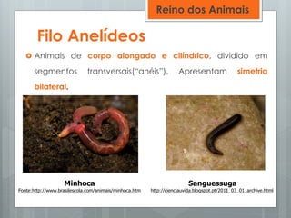 Reino dos Animais | PPTX