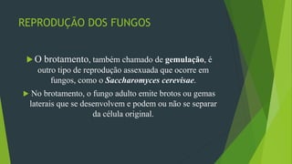 REPRODUÇÃO DOS FUNGOS
 O brotamento, também chamado de gemulação, é
outro tipo de reprodução assexuada que ocorre em
fungos, como o Saccharomyces cerevisae.
 No brotamento, o fungo adulto emite brotos ou gemas
laterais que se desenvolvem e podem ou não se separar
da célula original.
 