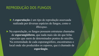 REPRODUÇÃO DOS FUNGOS
 A esporulação é um tipo de reprodução assexuada
realizada por diversas espécies de fungos, como o
Rhizopus.
 Na esporulação, os fungos possuem estruturas chamadas
de esporangióforos, que nada mais são do que hifas
especiais que saem de determinados pontos do micélio.
Na extremidade de cada esporangióforo, encontramos o
local onde são produzidos os esporos, que é chamado de
esporângio.
 