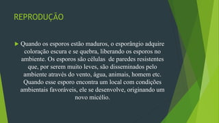 REPRODUÇÃO
 Quando os esporos estão maduros, o esporângio adquire
coloração escura e se quebra, liberando os esporos no
ambiente. Os esporos são células de paredes resistentes
que, por serem muito leves, são disseminados pelo
ambiente através do vento, água, animais, homem etc.
Quando esse esporo encontra um local com condições
ambientais favoráveis, ele se desenvolve, originando um
novo micélio.
 