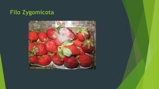 Filo Zygomicota
 