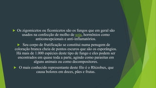  Os zigomicetos ou ficomicetos são os fungos que em geral são
usados na confecção de molho de soja, hormônios como
anticoncepcionais e anti-inflamatórios.
 Seu corpo de frutificação se constitui numa penugem de
coloração branca cheia de pontos escuros que são os esporângios.
Há mais de 1.000 espécies deste tipo de fungo e eles podem ser
encontrados em quase toda a parte, agindo como parasitas em
alguns animais ou como decompositores.
 O mais conhecido representante deste filo é o Rhizobux, que
causa bolores em doces, pães e frutas.
 