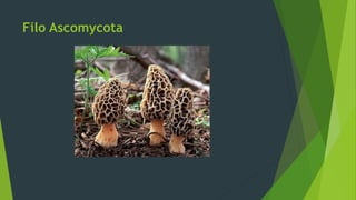 Filo Ascomycota
 