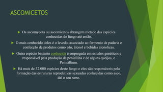 ASCOMICETOS
 Os ascomycota ou ascomicetos abrangem metade das espécies
conhecidas de fungo até então.
 O mais conhecido deles é o levedo, associado ao fermento de padaria e
confecção de produtos como pão, álcool e bebidas alcóolicas.
 Outra espécie bastante conhecida é empregada em estudos genéticos e
responsável pela produção de penicilina e de alguns queijos, o
Penicillium.
 Há mais de 32.000 espécies deste fungo e eles são responsáveis pela
formação das estruturas reprodutivas sexuadas conhecidas como asco,
daí o seu nome.
 