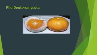 Filo Deuteromycota
 