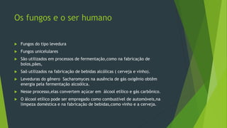 Os fungos e o ser humano
 Fungos do tipo levedura
 Fungos unicelulares
 São utilizados em processos de fermentação,como na fabricação de
bolos,pães,
 Saõ utilizados na fabricação de bebidas alcólicas ( cerveja e vinho).
 Leveduras do gênero Sacharomyces na ausência de gás oxigênio obtêm
energia pela fermentação alcoólica.
 Nesse processo,elas convertem açúcar em álcool etílico e gás carbônico.
 O álcool etílico pode ser empregado como combustível de automóveis,na
limpeza doméstica e na fabricação de bebidas,como vinho e a cerveja.
 