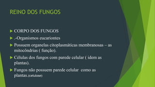 REINO DOS FUNGOS
 CORPO DOS FUNGOS
 .-Organismos eucariontes
 Possuem organelas citoplasmáticas membranosas – as
mitocôndrias ( função).
 Células dos fungos com parede celular ( idem as
plantas).
 Fungos não possuem parede celular como as
plantas.(celulose)
 