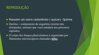 REPRODUÇÃO
 Possuem um outro carboidrato ( açúcar)– Quitina
 Quitina – componente do esqueleto externo dos
artrópodes, animais que você estudará nos próximos
capítulos.
 O corpo dos fungos pluricelulares é organizado por
filamentos microscópicos chamados hifas.
 